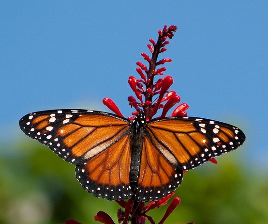 Photo:  Mariposa Monarca